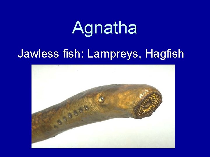Agnatha Jawless fish: Lampreys, Hagfish 