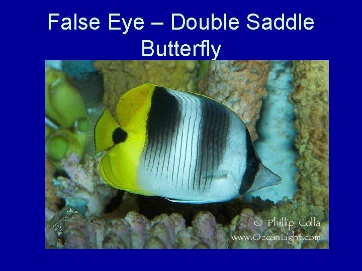 False Eye – Double Saddle Butterfly 