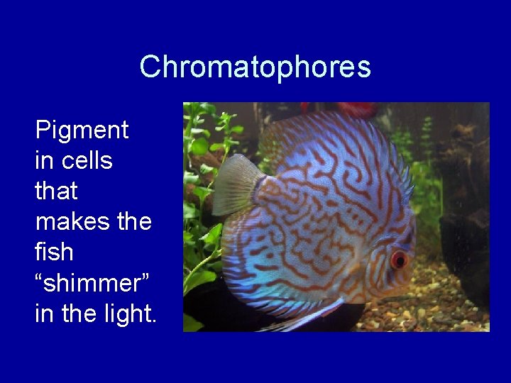 Chromatophores Pigment in cells that makes the fish “shimmer” in the light. 