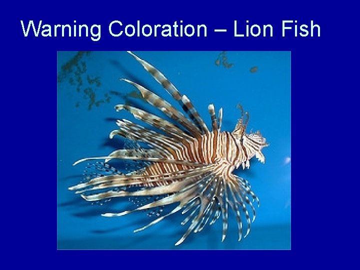 Warning Coloration – Lion Fish 