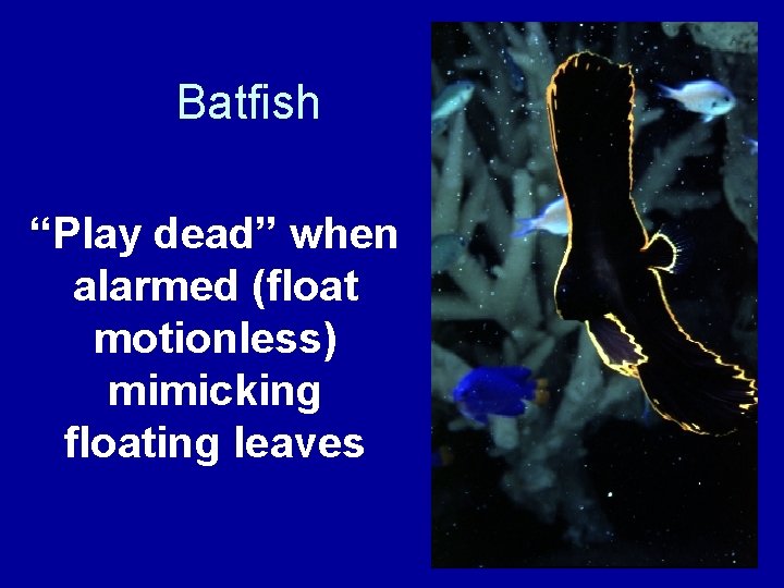 Batfish “Play dead” when alarmed (float motionless) mimicking floating leaves 