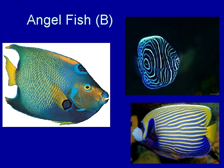 Angel Fish (B) 