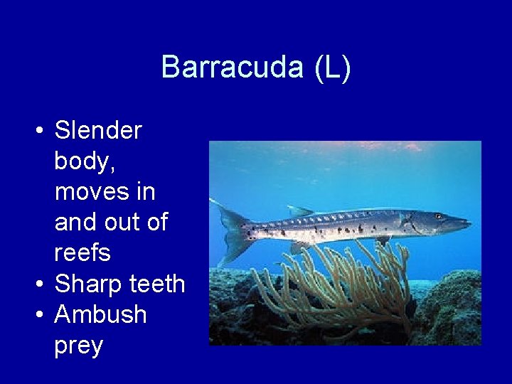 Barracuda (L) • Slender body, moves in and out of reefs • Sharp teeth
