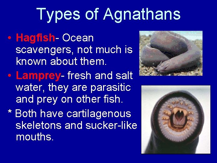 Types of Agnathans • Hagfish- Ocean scavengers, not much is known about them. •