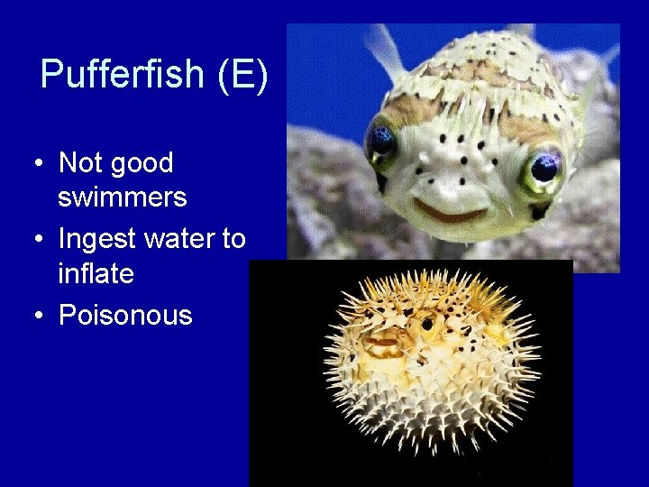 Pufferfish (E) • Not good swimmers • Ingest water to inflate • Poisonous 