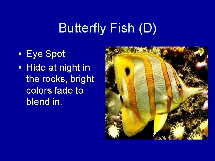 Butterfly Fish (D) • Eye Spot • Hide at night in the rocks, bright