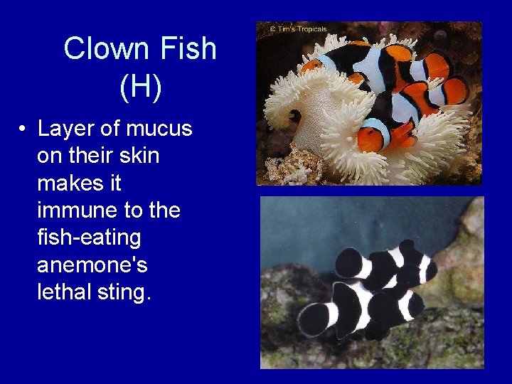 Clown Fish (H) • Layer of mucus on their skin makes it immune to