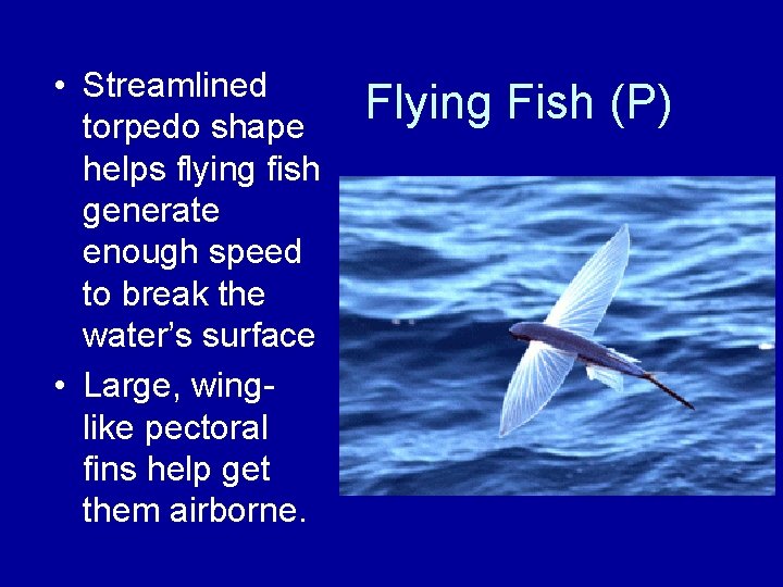  • Streamlined torpedo shape helps flying fish generate enough speed to break the