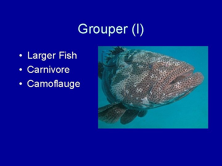 Grouper (I) • Larger Fish • Carnivore • Camoflauge 