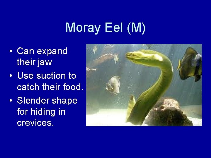 Moray Eel (M) • Can expand their jaw • Use suction to catch their