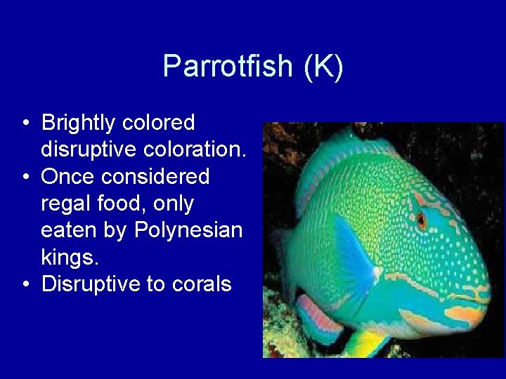 Parrotfish (K) • Brightly colored disruptive coloration. • Once considered regal food, only eaten