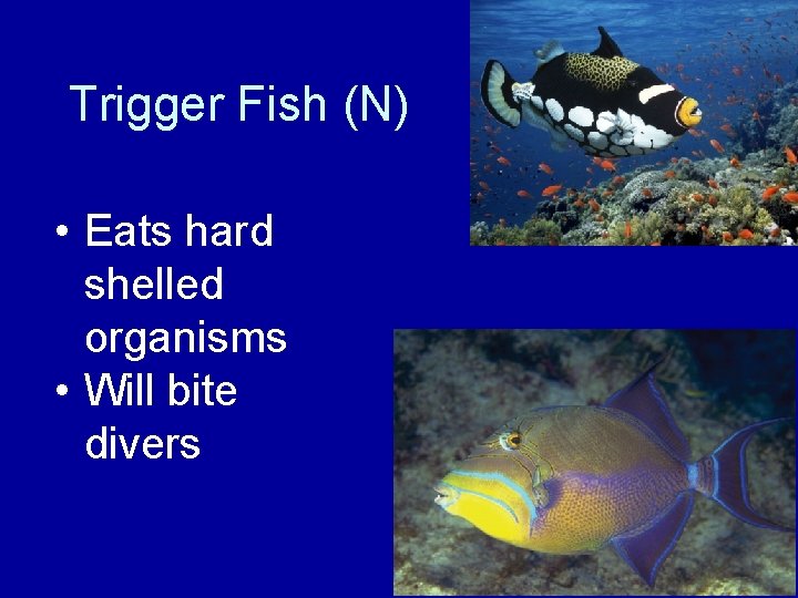 Trigger Fish (N) • Eats hard shelled organisms • Will bite divers 