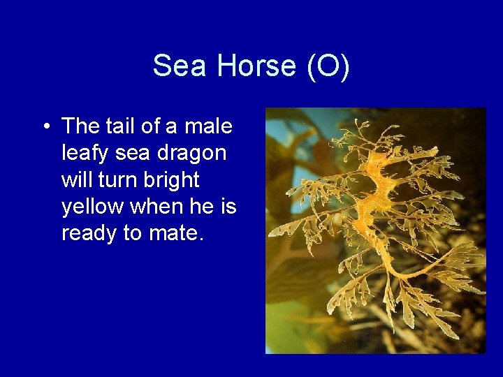 Sea Horse (O) • The tail of a male leafy sea dragon will turn