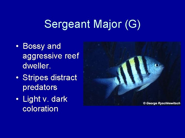 Sergeant Major (G) • Bossy and aggressive reef dweller. • Stripes distract predators •