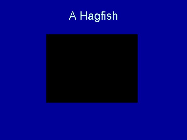 A Hagfish 