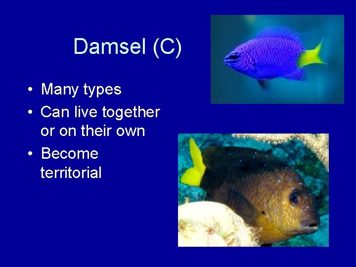 Damsel (C) • Many types • Can live together or on their own •
