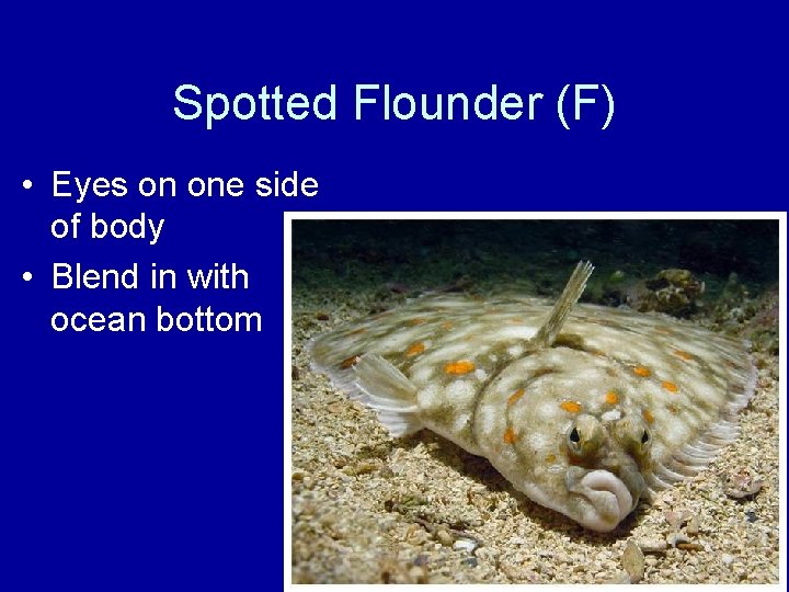 Spotted Flounder (F) • Eyes on one side of body • Blend in with