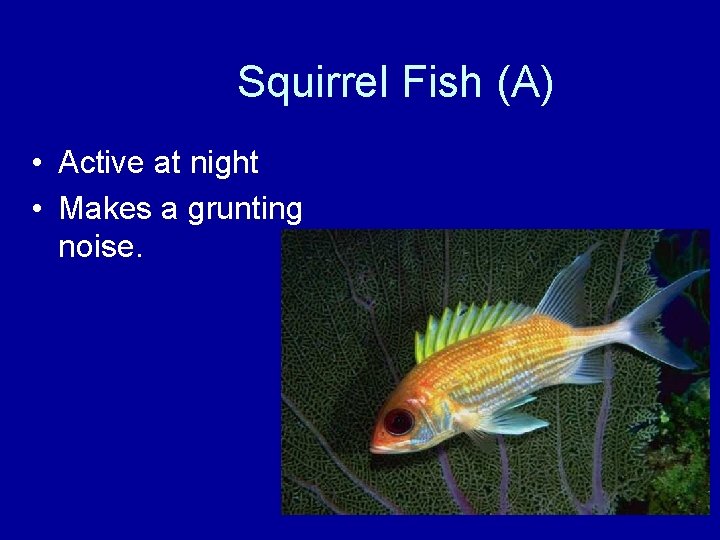Squirrel Fish (A) • Active at night • Makes a grunting noise. 