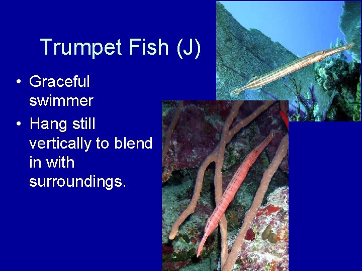 Trumpet Fish (J) • Graceful swimmer • Hang still vertically to blend in with