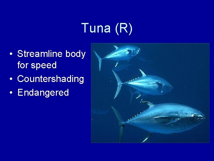 Tuna (R) • Streamline body for speed • Countershading • Endangered 