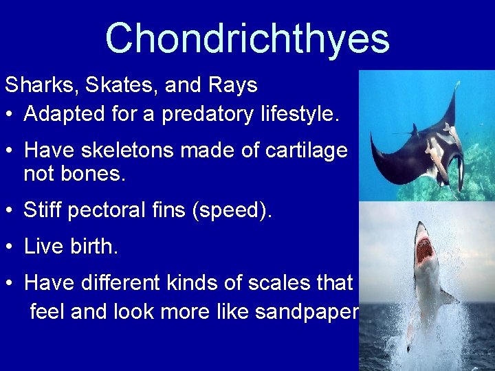 Chondrichthyes Sharks, Skates, and Rays • Adapted for a predatory lifestyle. • Have skeletons