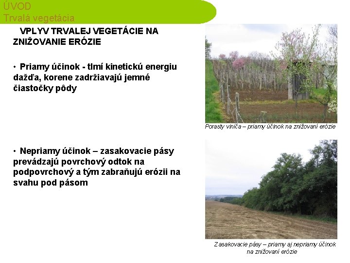 ÚVOD Trvalá vegetácia VPLYV TRVALEJ VEGETÁCIE NA ZNIŽOVANIE ERÓZIE • Priamy účinok - tlmí