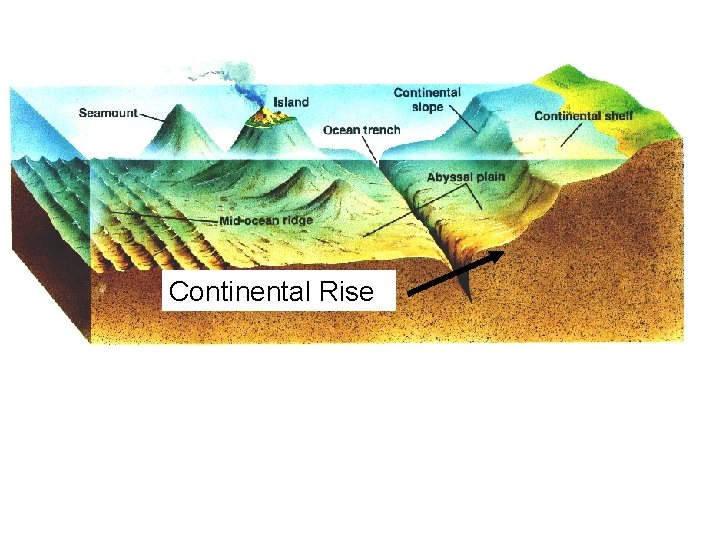 Picture Continental Rise 