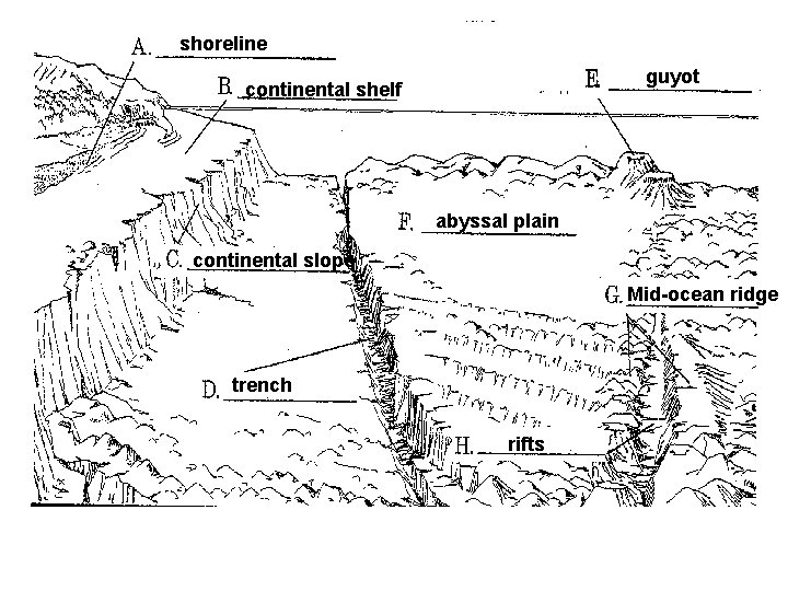 shoreline guyot continental shelf abyssal plain continental slope Mid-ocean ridge trench rifts 
