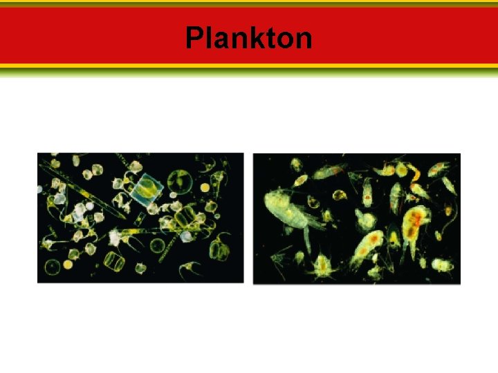 Plankton 