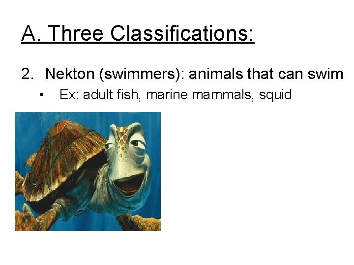 A. Three Classifications: 2. Nekton (swimmers): animals that can swim • Ex: adult fish,
