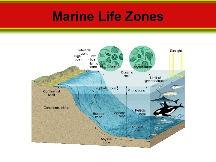 Marine Life Zones 