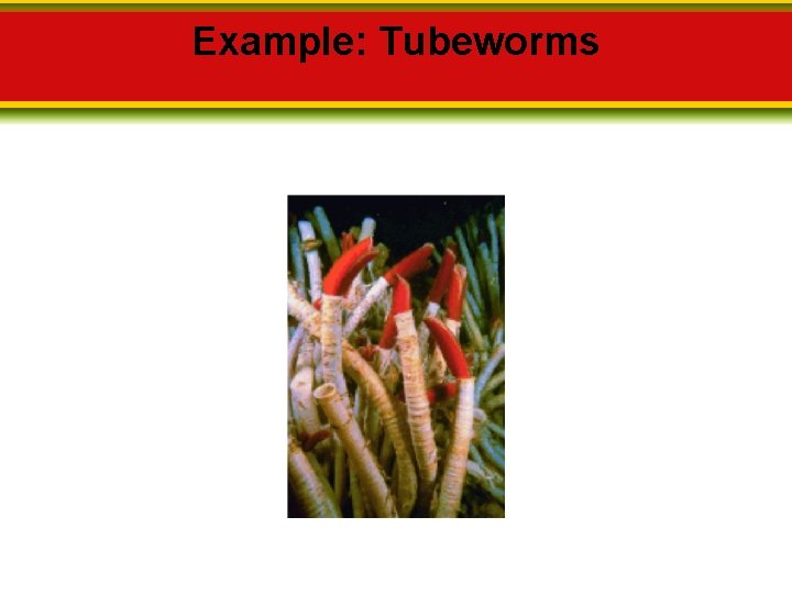 Example: Tubeworms 