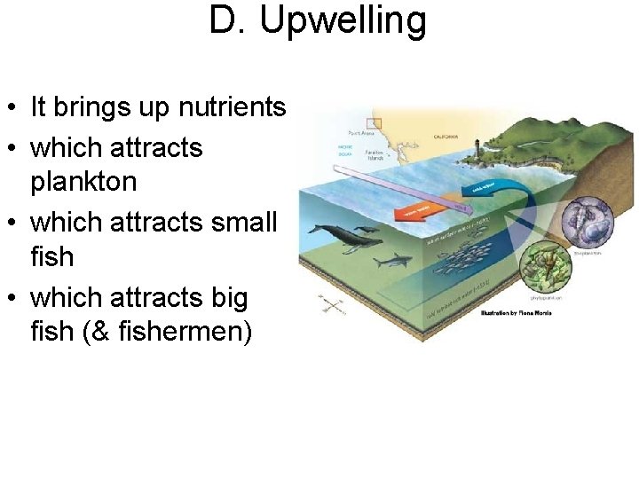 D. Upwelling • It brings up nutrients • which attracts plankton • which attracts