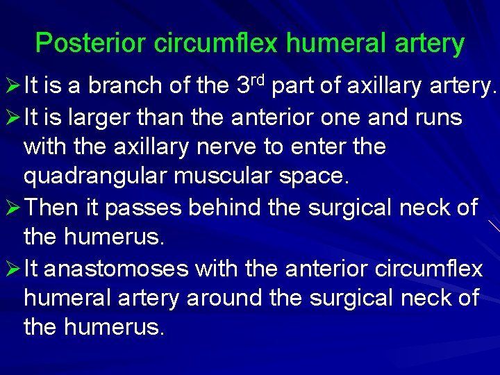 Posterior circumflex humeral artery Ø It is a branch of the 3 rd part