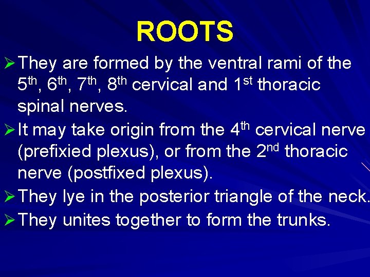 ROOTS Ø They are formed by the ventral rami of the 5 th, 6