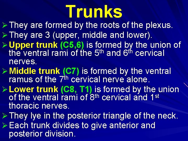 Trunks Ø They are formed by the roots of the plexus. Ø They are