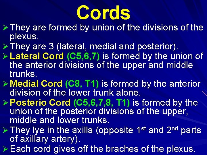 Cords Ø They are formed by union of the divisions of the plexus. Ø