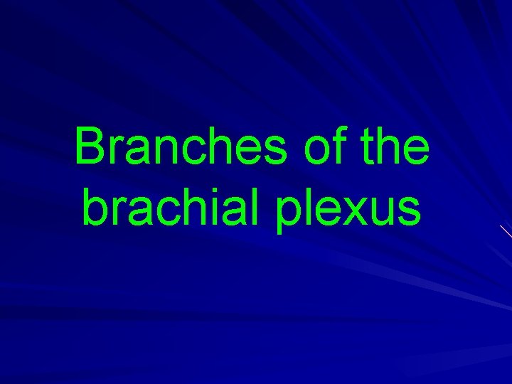 Branches of the brachial plexus 