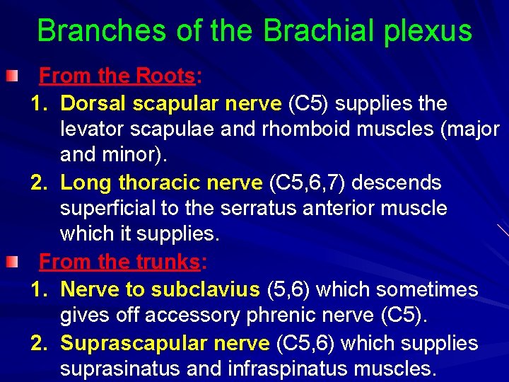 Branches of the Brachial plexus From the Roots: 1. Dorsal scapular nerve (C 5)