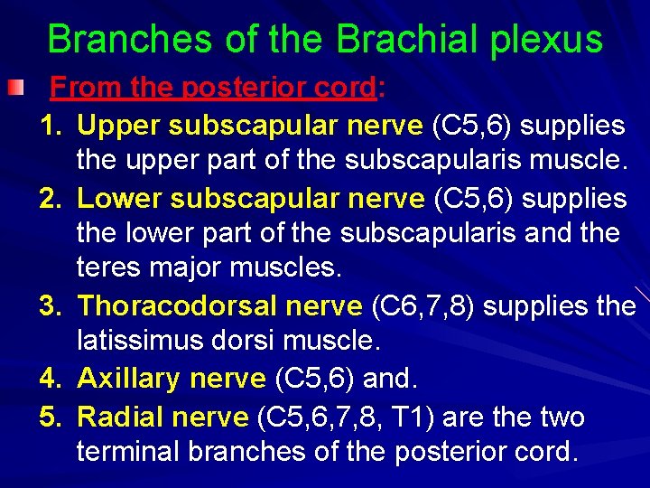 Branches of the Brachial plexus From the posterior cord: 1. Upper subscapular nerve (C