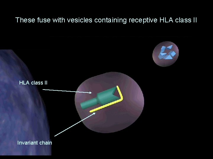 These fuse with vesicles containing receptive HLA class II Invariant chain 