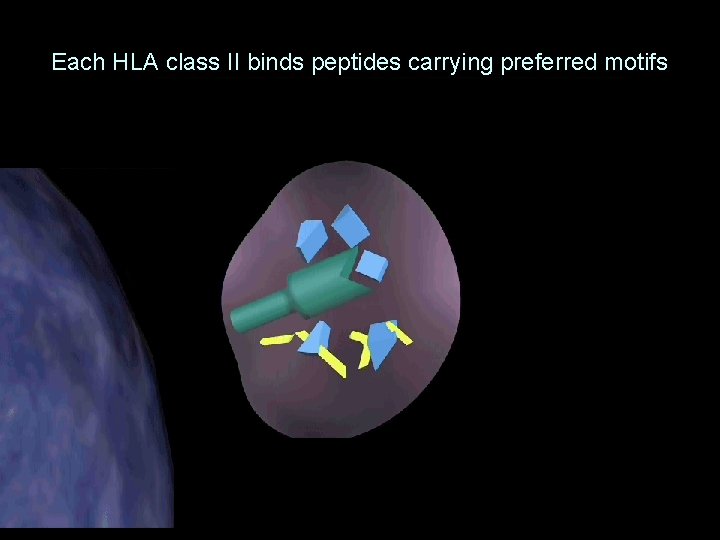 Each HLA class II binds peptides carrying preferred motifs 