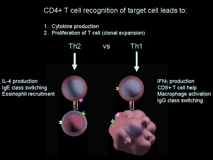 CD 4+ T cell recognition of target cell leads to: 1. Cytokine production 2.
