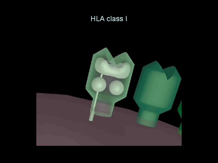 HLA class I 