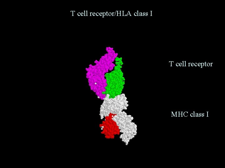 T cell receptor/HLA class I T cell receptor MHC class I 