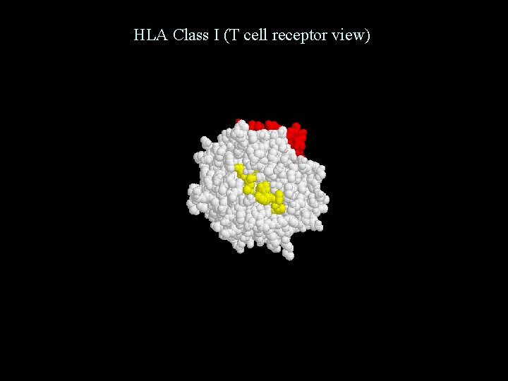 HLA Class I (T cell receptor view) 