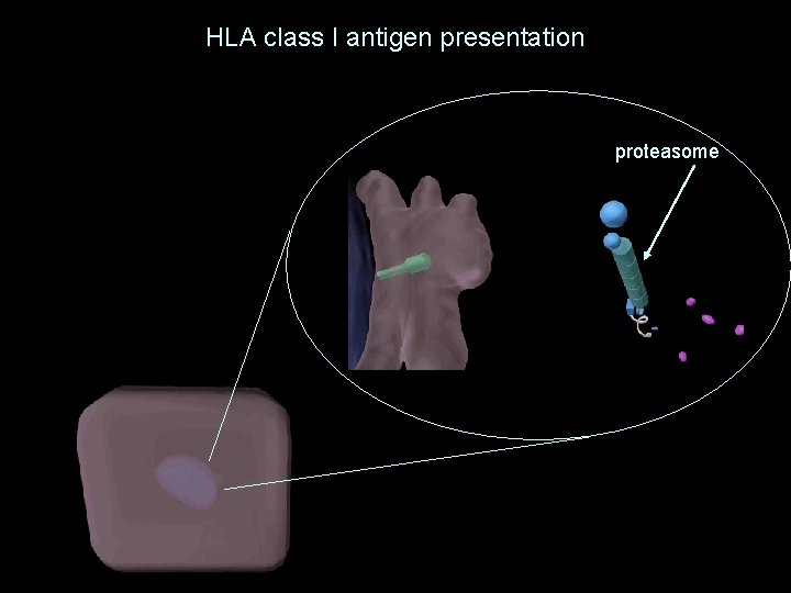 HLA class I antigen presentation proteasome 