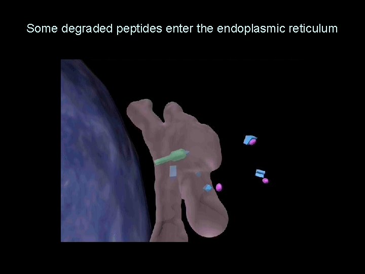 Some degraded peptides enter the endoplasmic reticulum 