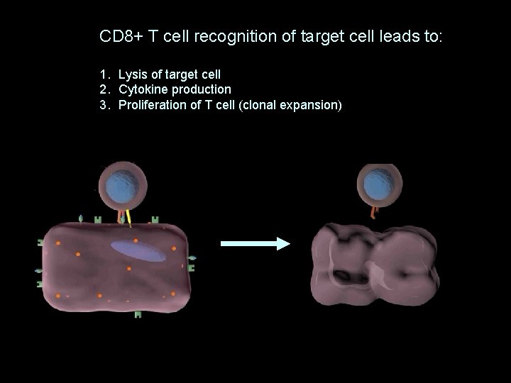 CD 8+ T cell recognition of target cell leads to: 1. Lysis of target