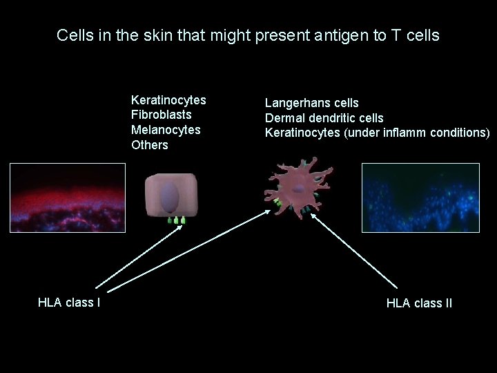 Cells in the skin that might present antigen to T cells Keratinocytes Fibroblasts Melanocytes